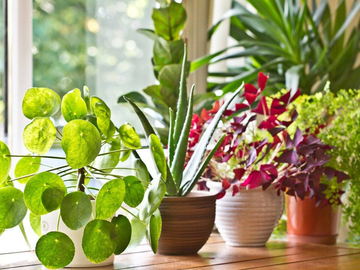 10 лучших красивоцветущих комнатных растений