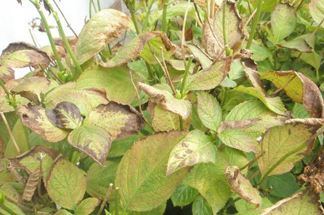✅ бледные или светло-зеленые листья у гортензии: причины, чем подкормить растение