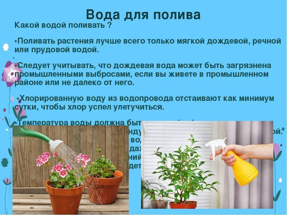 Как часто необходим полив комнатных растений