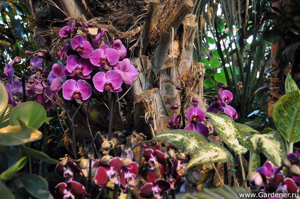 Фаленопсис в естественной среде — как растут орхидеи в природе?