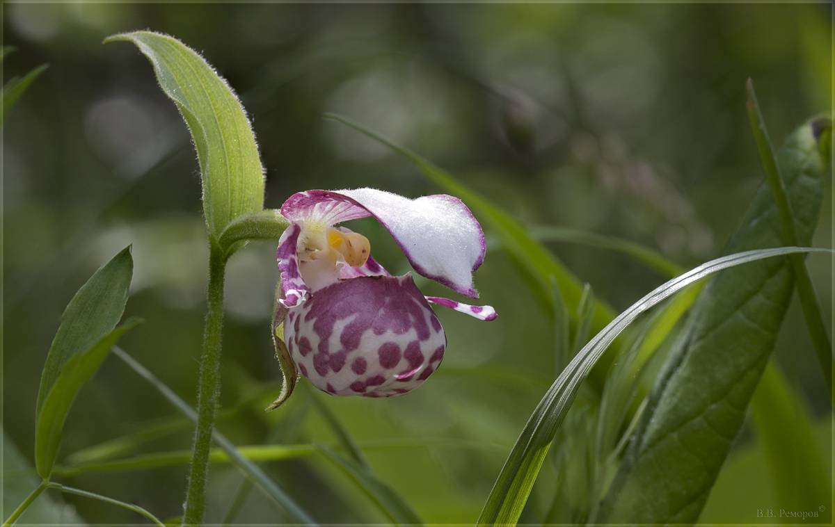 Венерин башмачок: фото и описание цветка, особенности роста