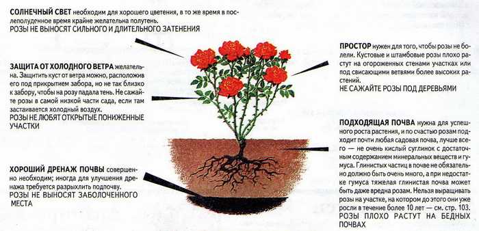 Роза бельведер: особенности сорта и рекомендации по уходу
