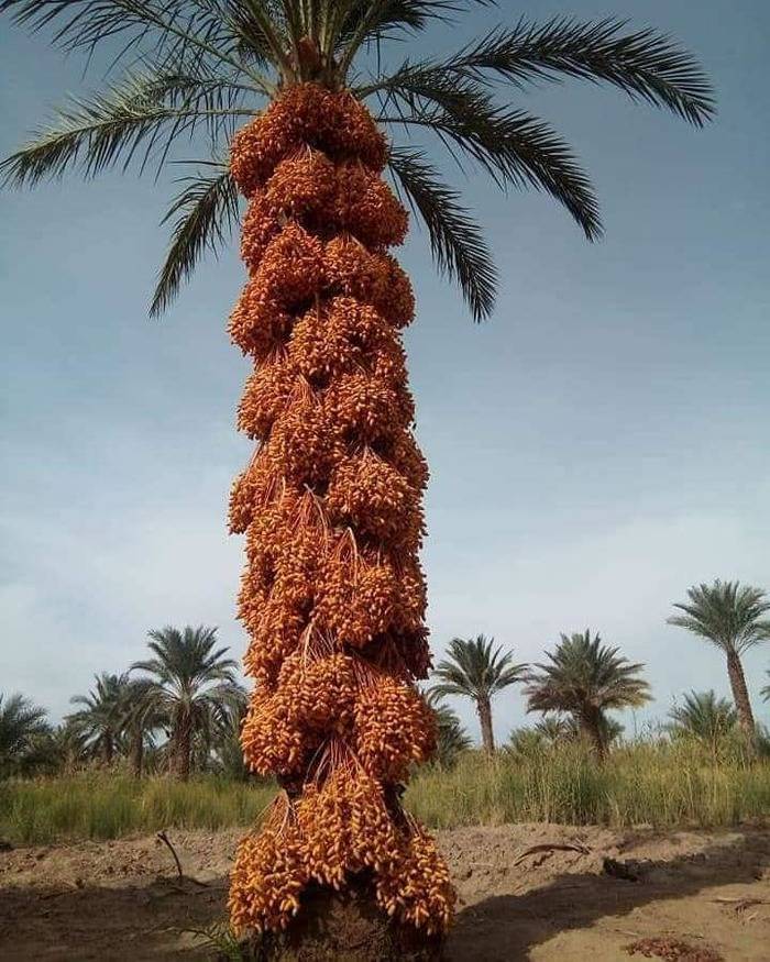 Неприхотливое растение финиковая пальма — популярные виды и их особенности