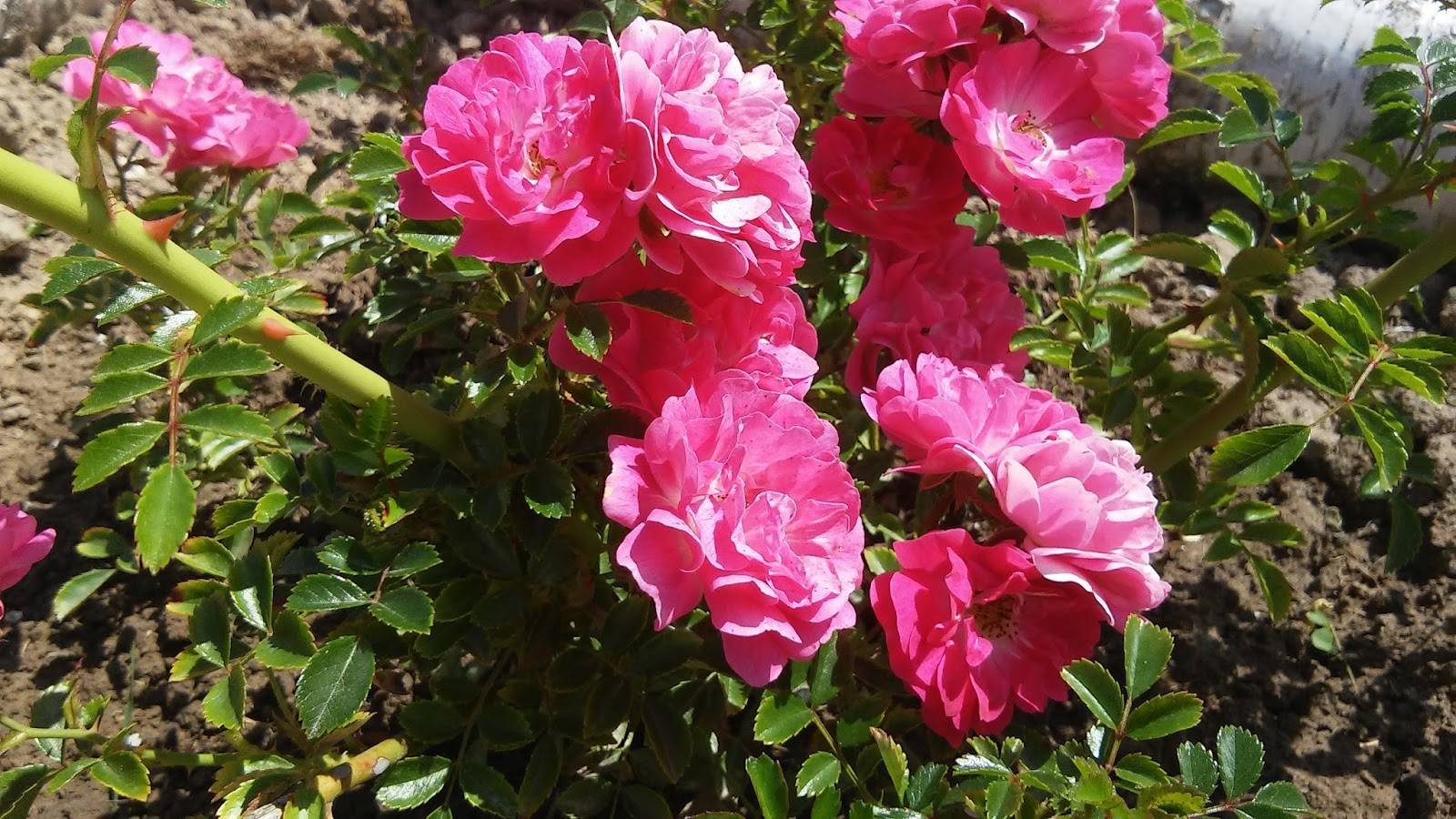 Роза супер дороти (super dorothy) — что это за повторноцветущий сорт