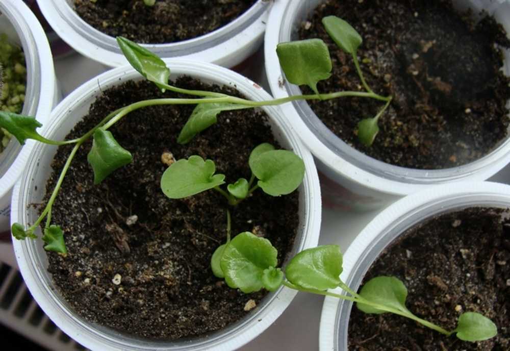 Фуксия из семян в домашних условиях: правила посадки и выращивания