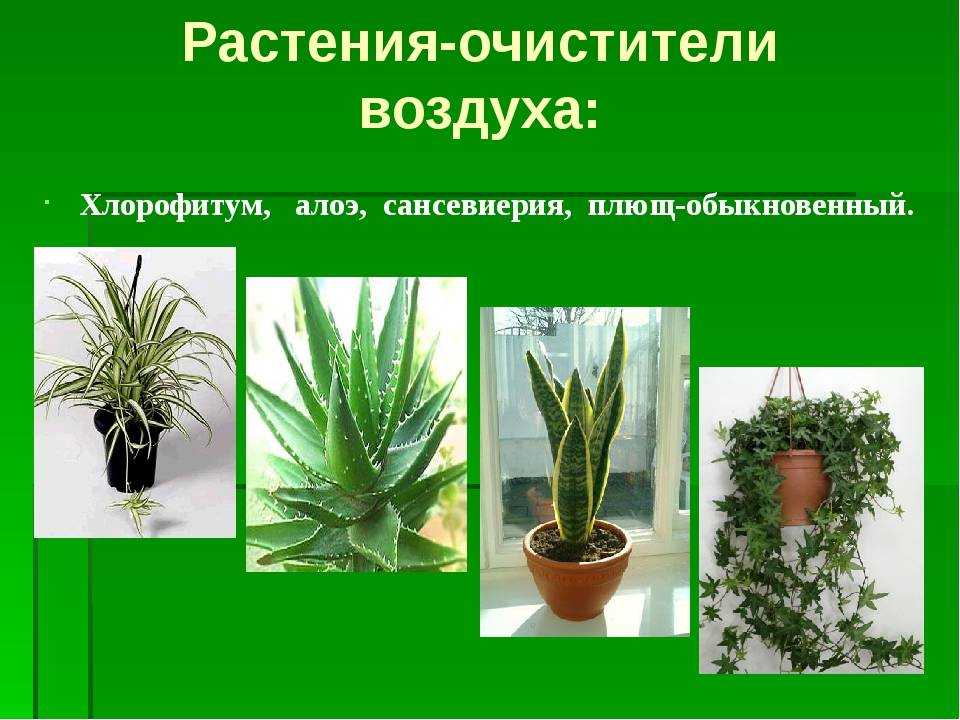 Цветы очищающие воздух в квартире: описание лучших растений