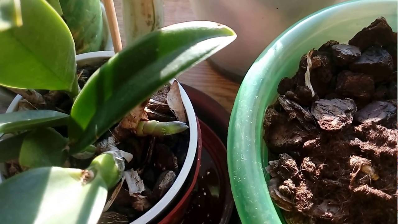 Отращивание (наращивание) корней у орхидеи фаленопсис в: воде, мхе, субстрате и на коре