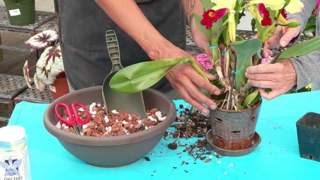 Как посадить орхидею: правила посадки и ухода за растением