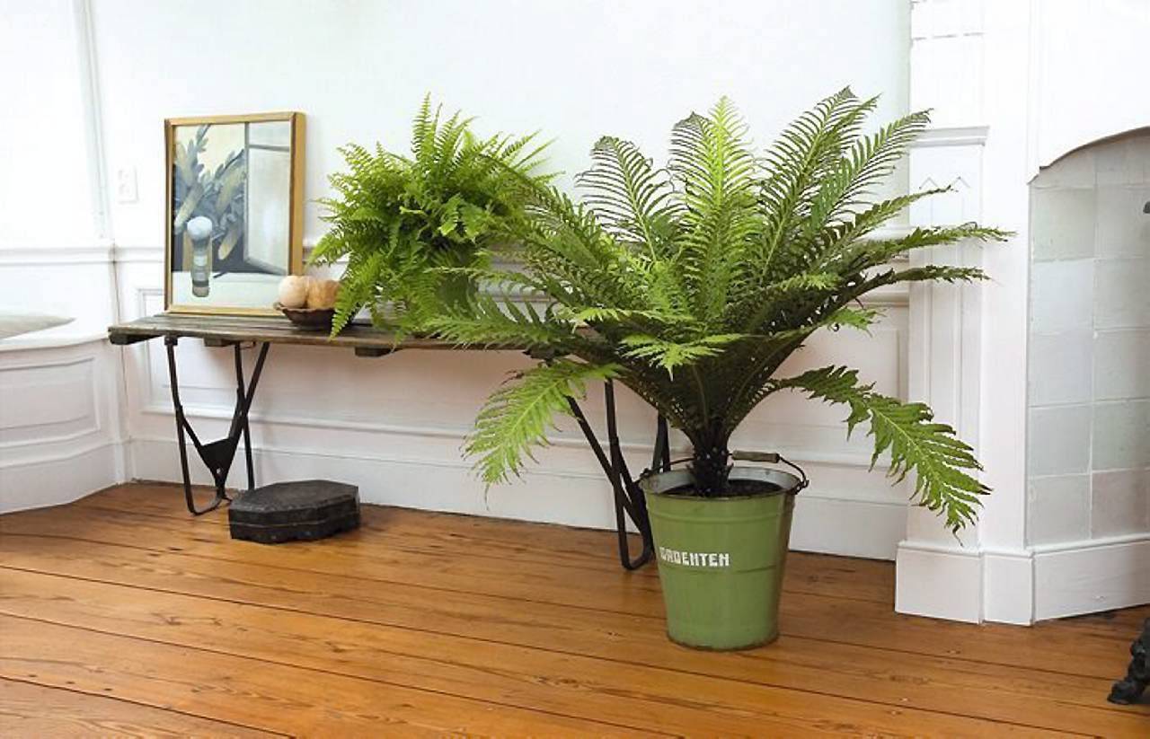 Комнатные растения очищающие воздух в квартире, названия, фото