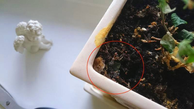 4 эффективных метода, чтобы избавиться от плесени в цветочных горшках