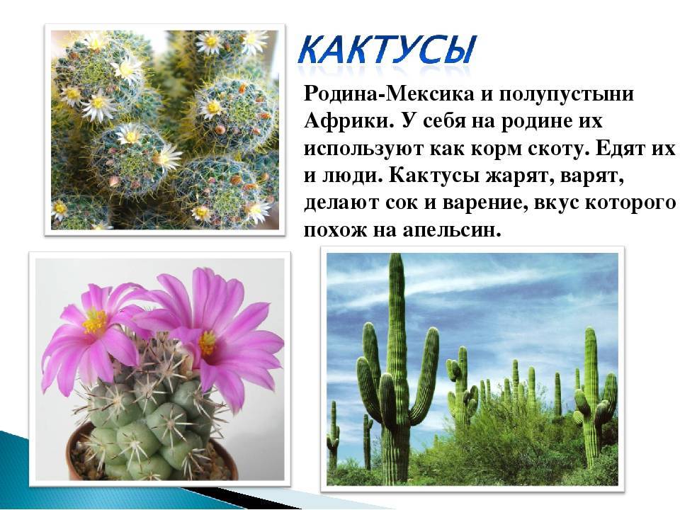 Кактусы – разнообразные домашние виды