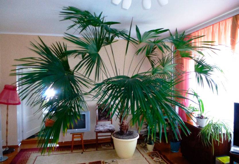 Разновидности домашней пальмы: фото, описание и правила ухода