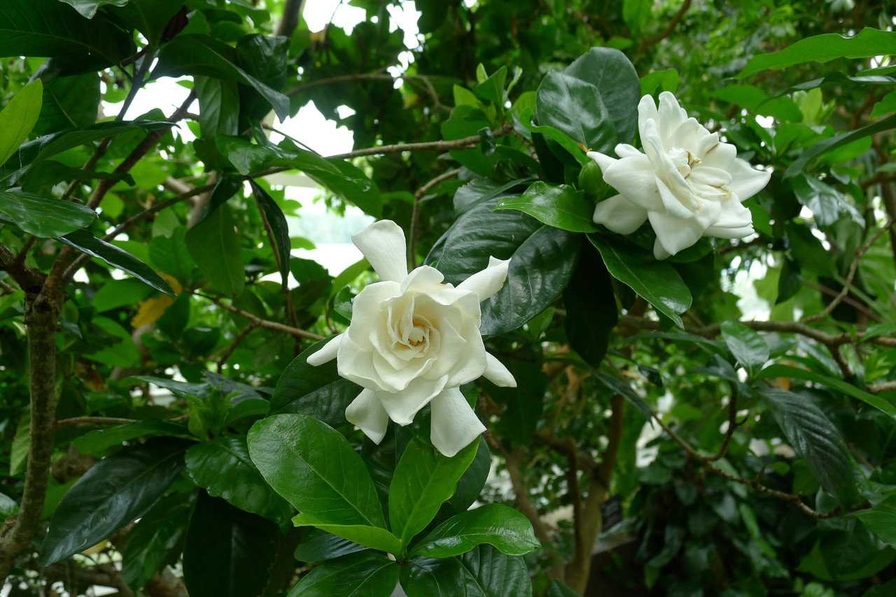 Ухаживание за гарденией (gardenia)