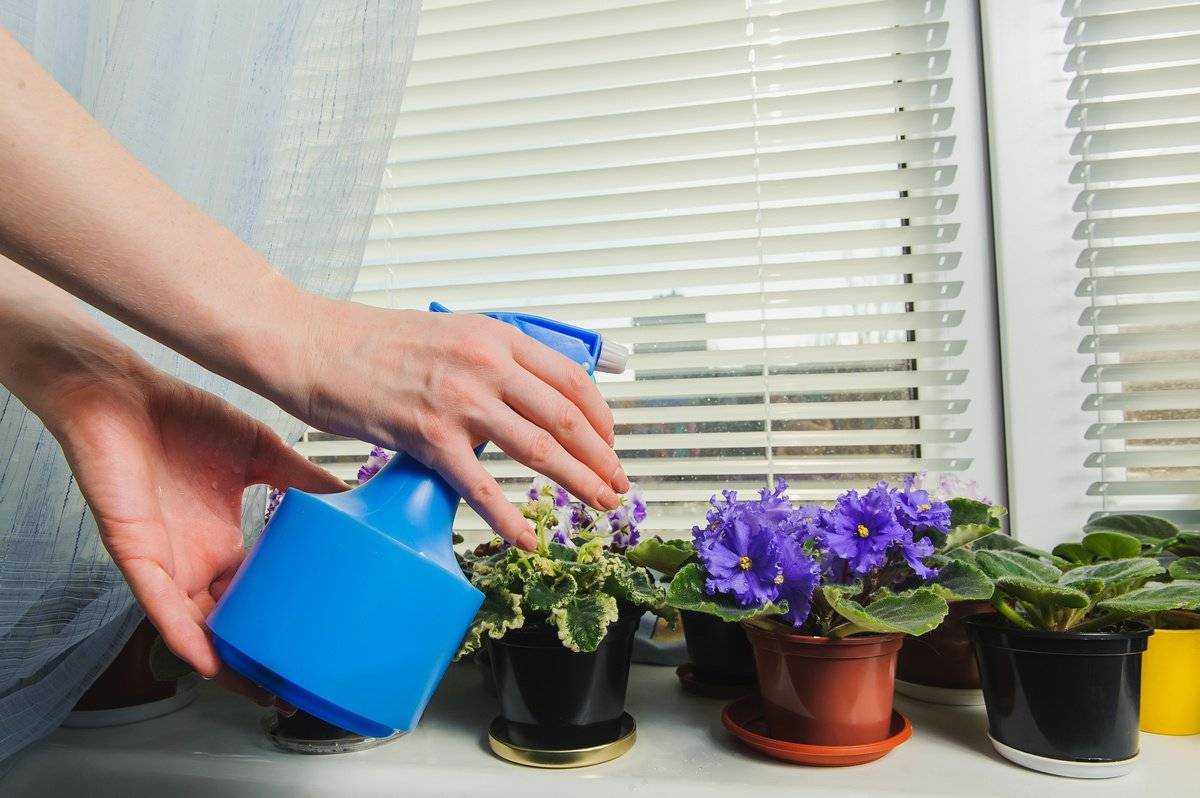 Как поливать фиалки: как часто и как правильно поливать комнатные сенполии, сколько раз в неделю поливать летом и зимой, как сделать фитильный полив