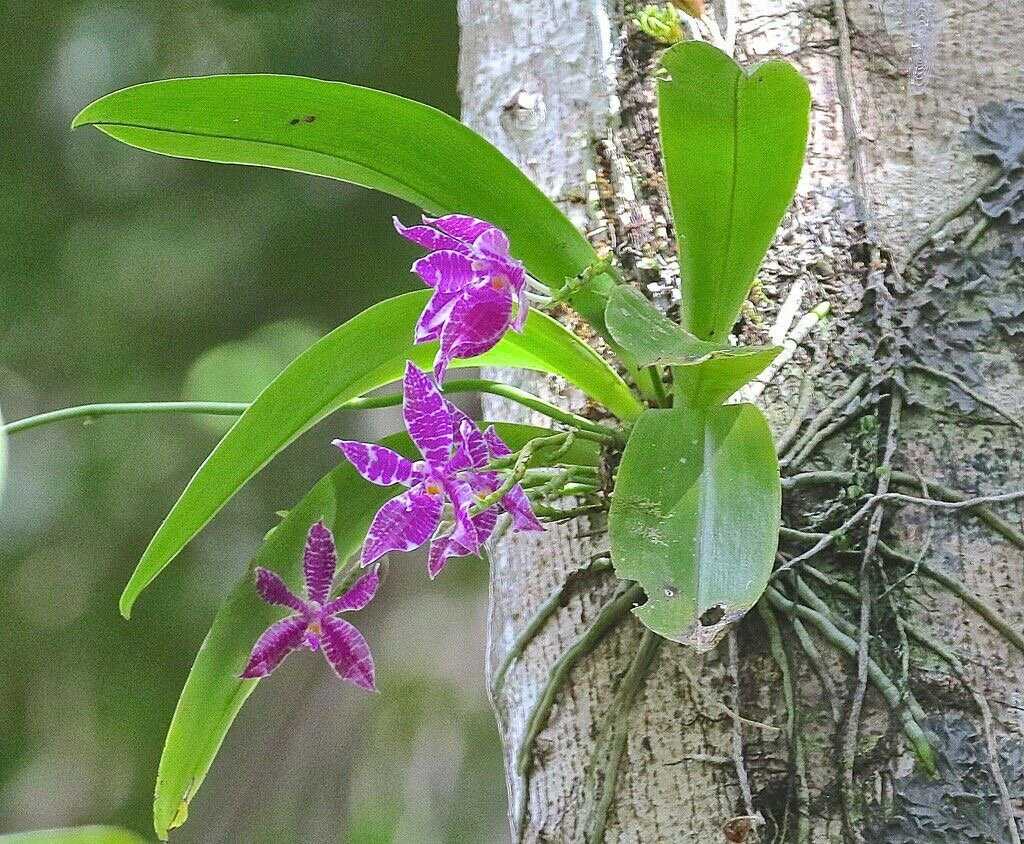 Фаленопсисы в природе: фото, внешний вид дикой орхидеи, ее сравнение с домашней, как и где растет цветок, за что получил определение чуда