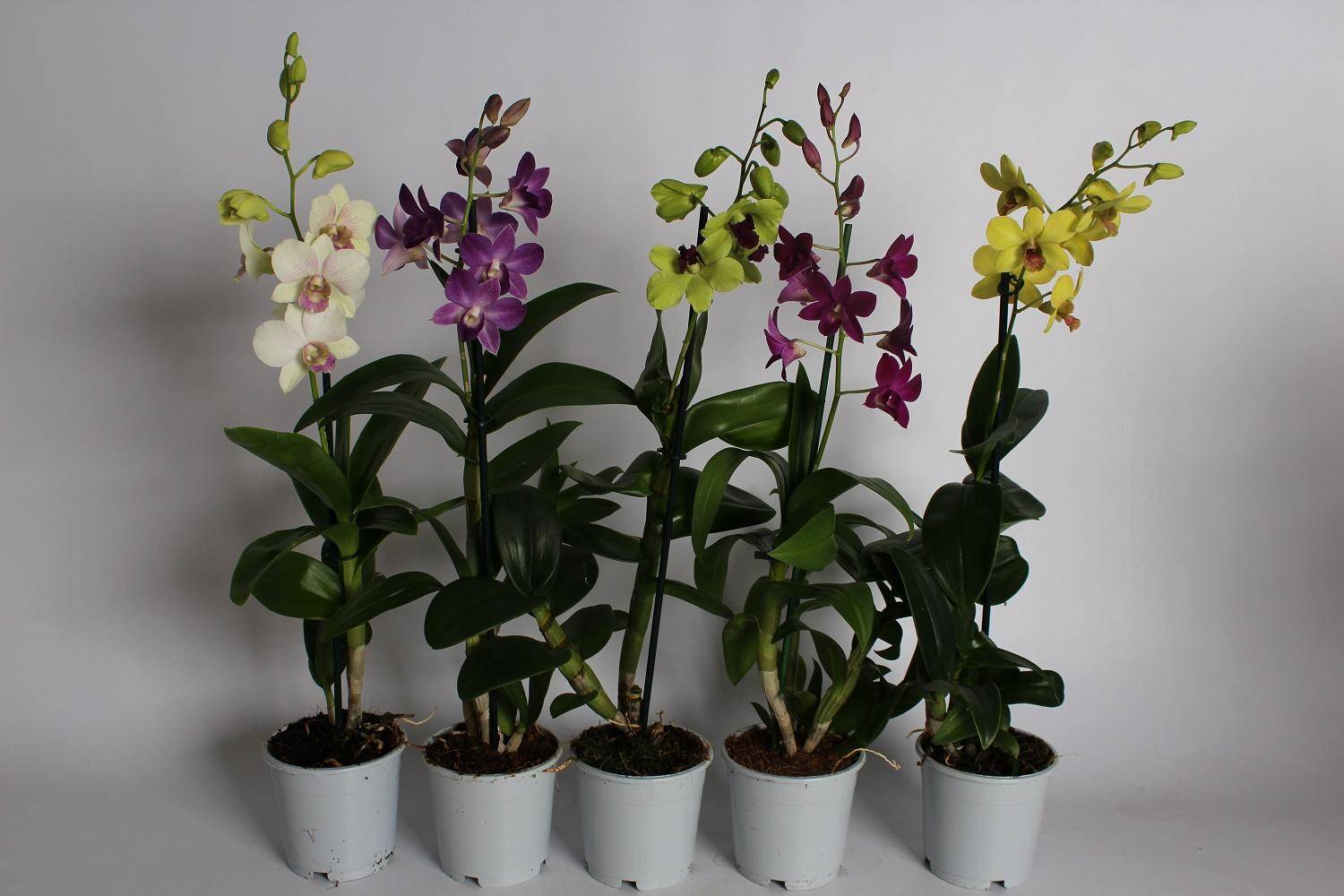 Разница между орхидеями дендробиум и фаленопсис | сравните разницу между похожими терминами - наука - 2023
