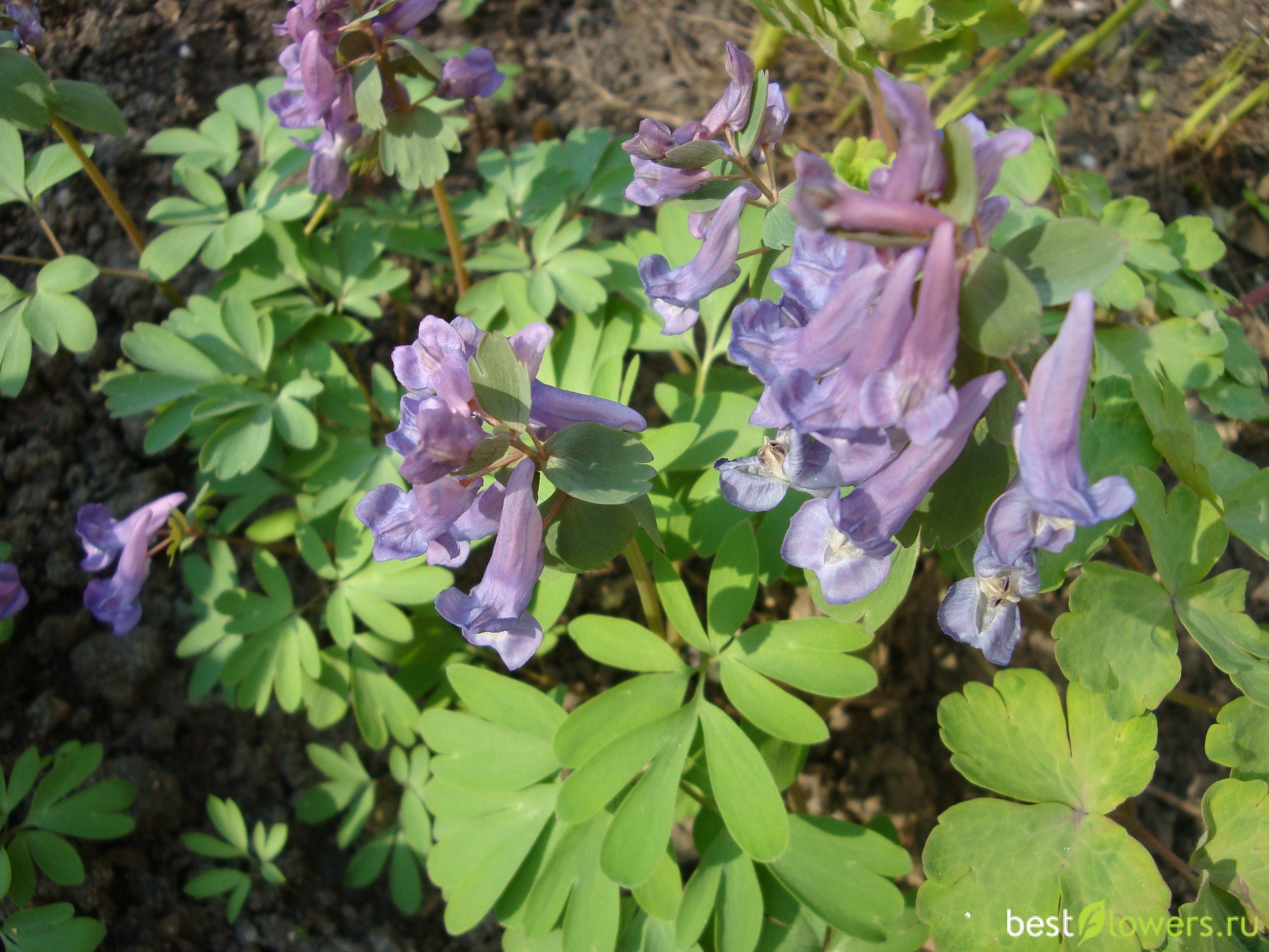 Хохлатка: фото цветка, описание, выращивание и рекомендации по уходу