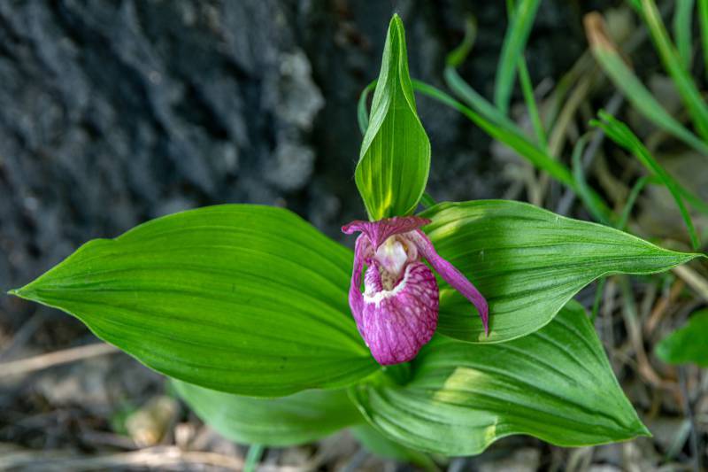 Орхидея венерин башмачок: внешний вид растения, различные сорта с фото, уход в домашних условиях, размножение цветка, возможные болезни и вредители