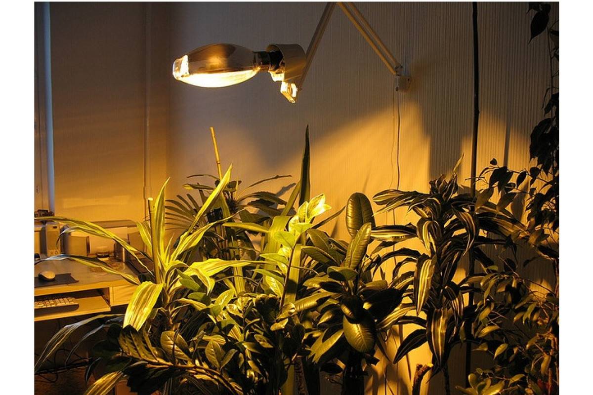 Как выбрать лампу для рассады и домашних растений