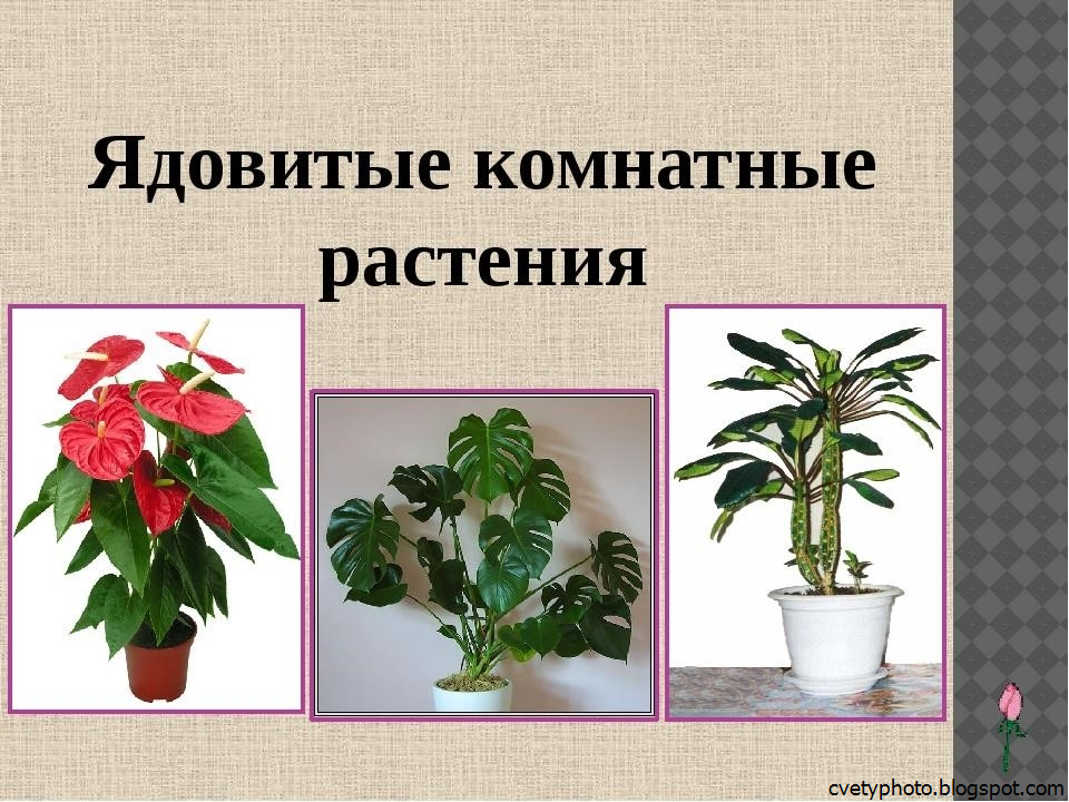 Цветок с красно зелеными листьями