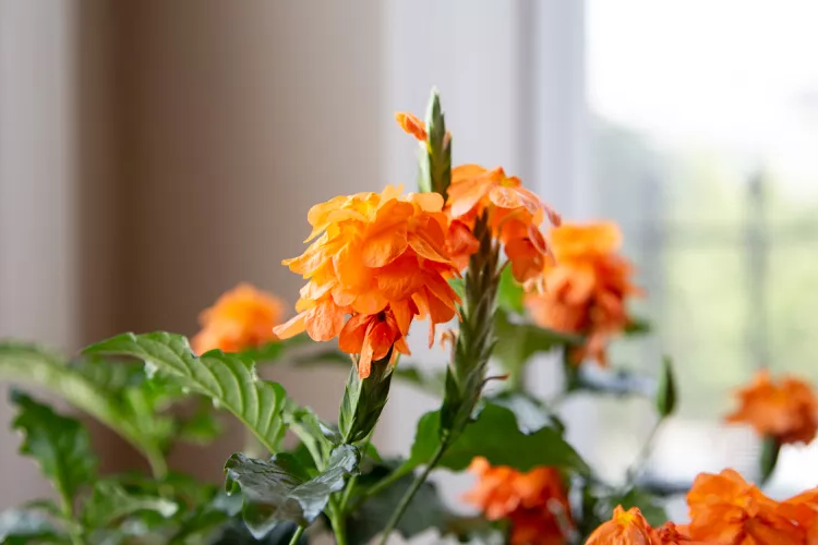 Правила посадки и ухода за комнатным цветком кроссандра в домашних условиях