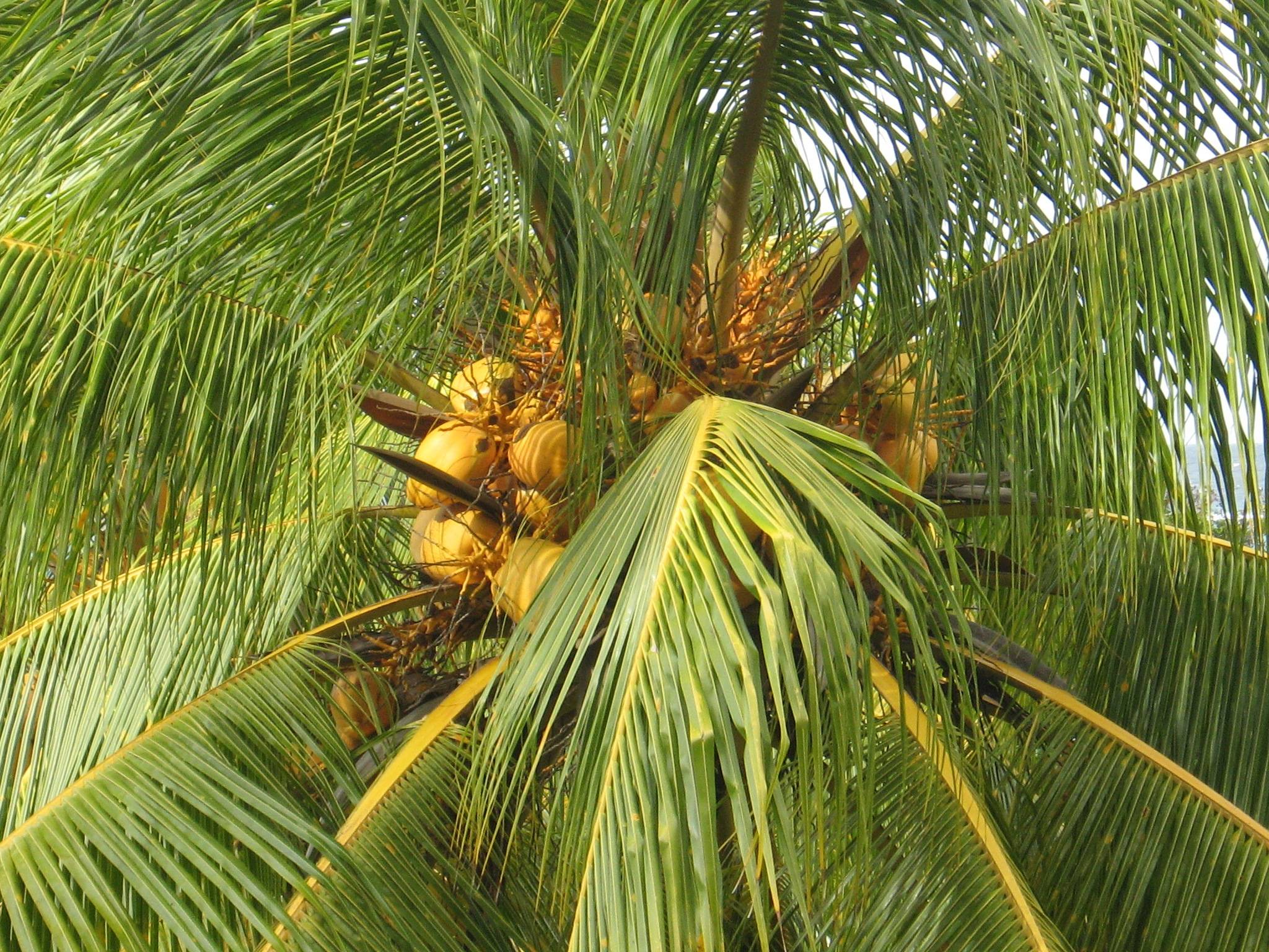 Настоящие кокосовые пальмы — одни из самых капризных. уход в домашних условиях. фото — ботаничка