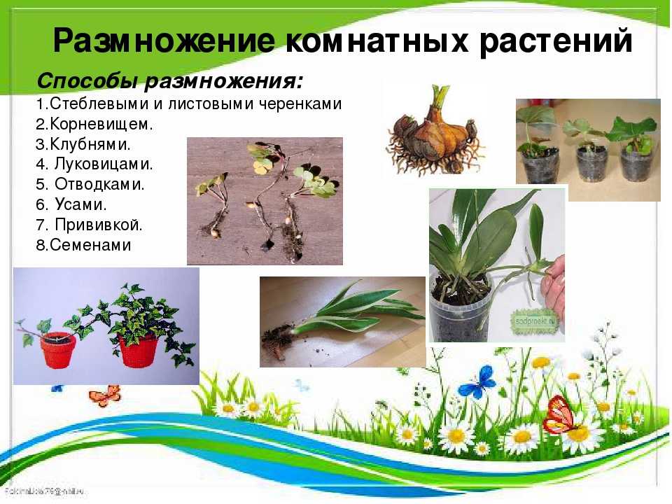 ᐉ цветок белопероне: уход в домашних условиях, фото и виды, размножение и пересадка - roza-zanoza.ru