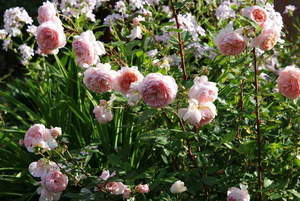 Роза вильям шекспир (уильям) и сорт william sheakespeare 2000: фото паркового цветка, описание его особенностей, а также подробная инструкция по размножению и уходу