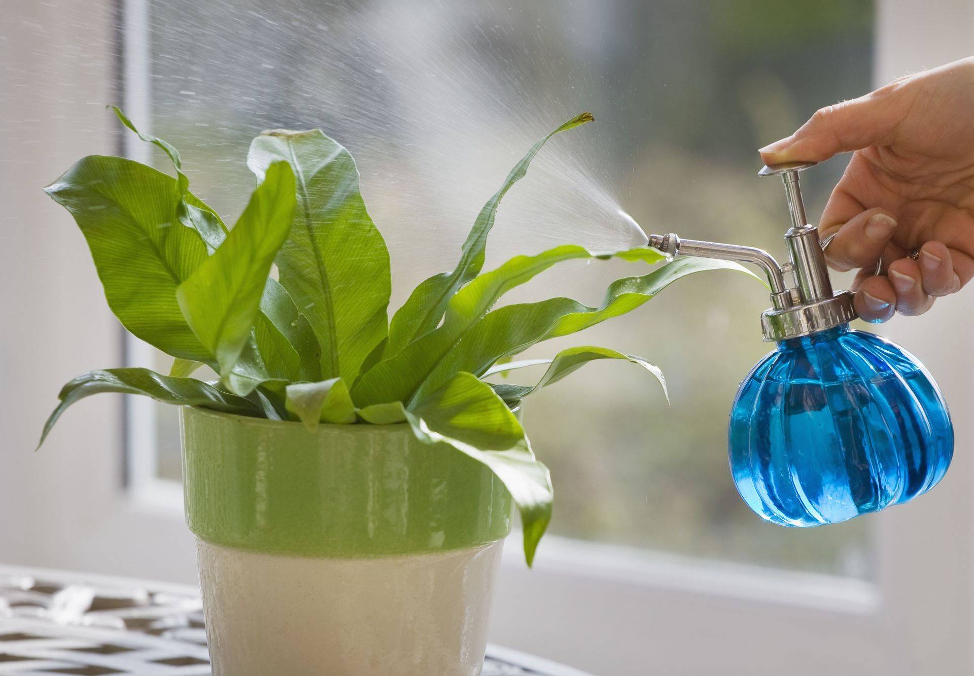 Идеальная вода для полива комнатных растений