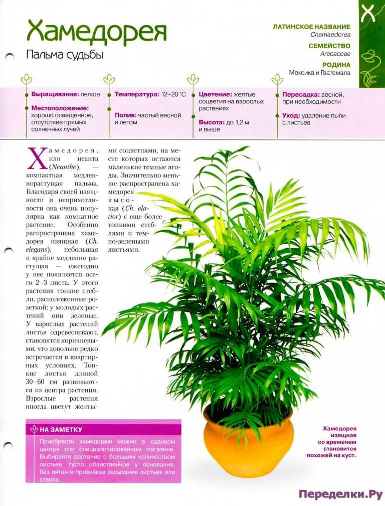 Хамедорея элеганс: уход в домашних условиях, польза и вред пальмы, и как быстро растет этот цветок?