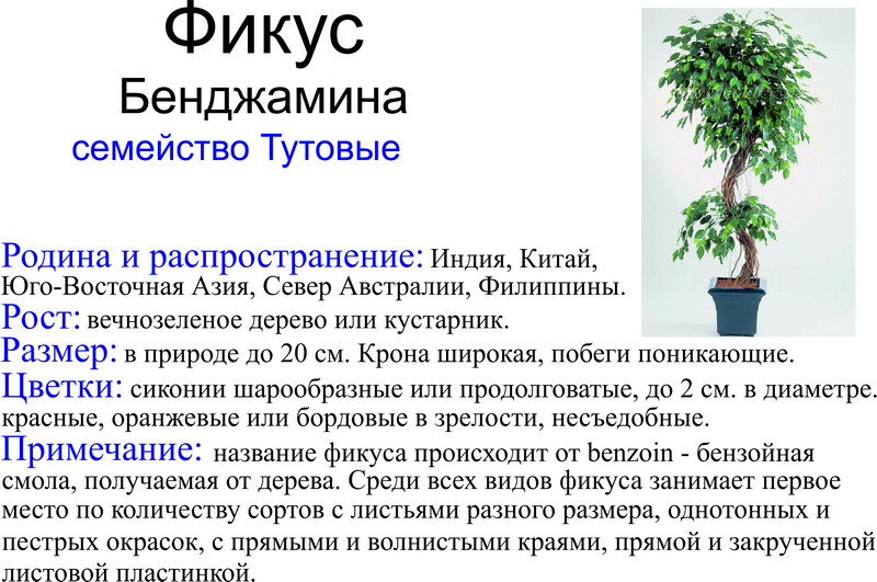 Фикус: уход в домашних условиях, формирование кроны, полив, пересадка - sadovnikam.ru