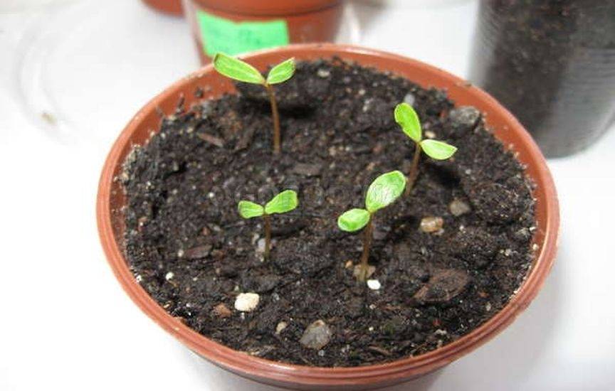 Как вырастить катарантус из семян в домашних условиях — подробное руководство для начинающих цветоводов