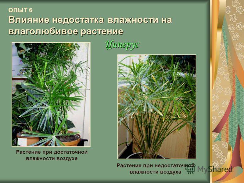 Топ 12 влаголюбивых комнатных растений