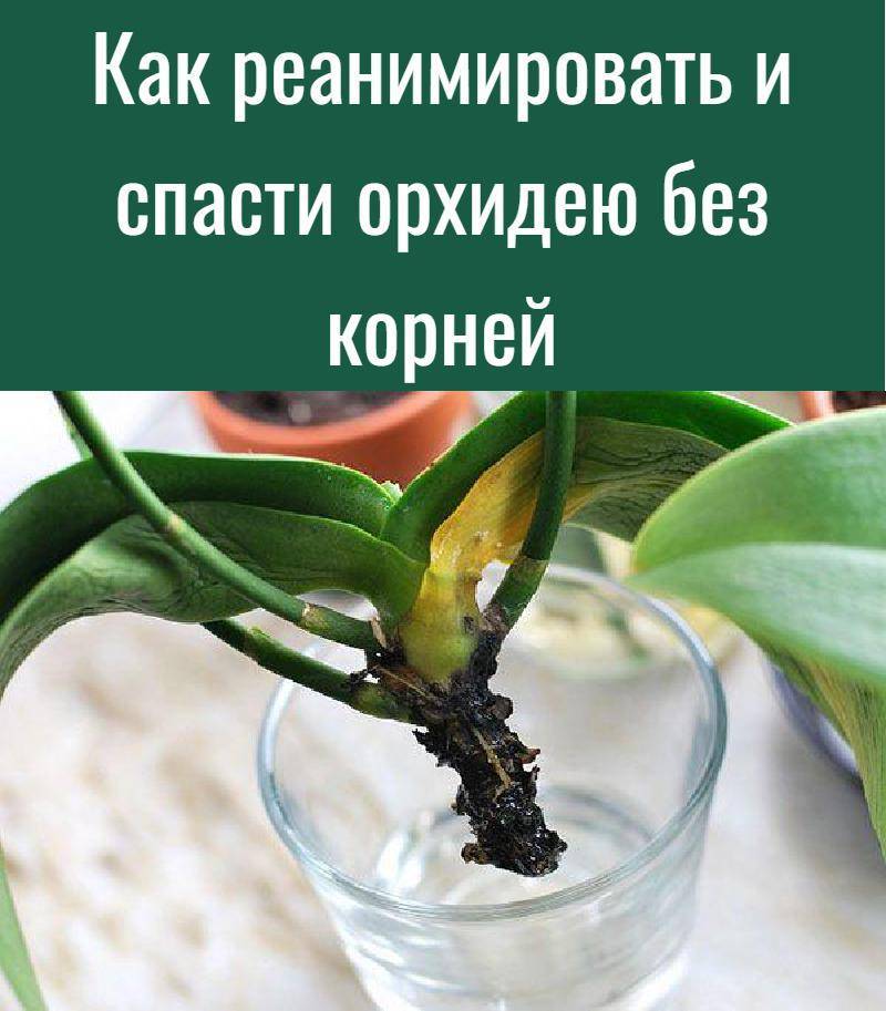 Как реанимировать орхидею в домашних условиях, которая без корней, листьев