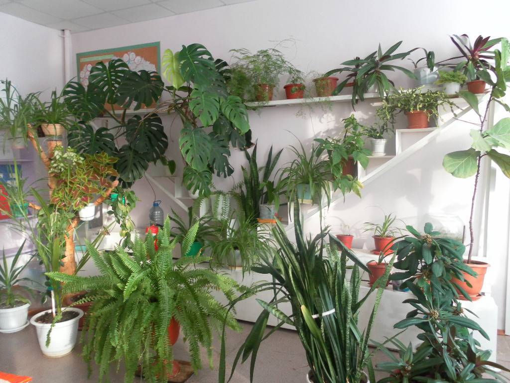 Комнатные растения в интерьере школы