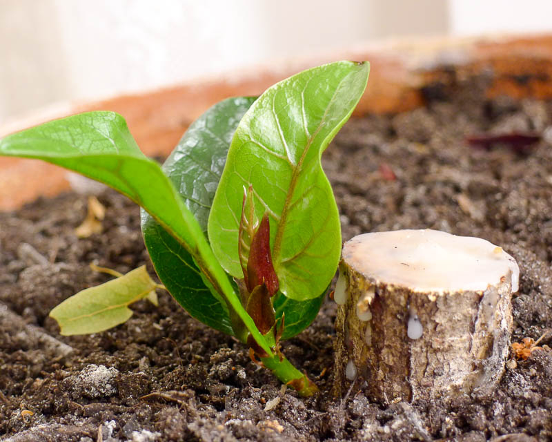 Экзотическое дерево — фикус микрокарпа гинсенг: можно ли успешно выращивать в домашних условиях?