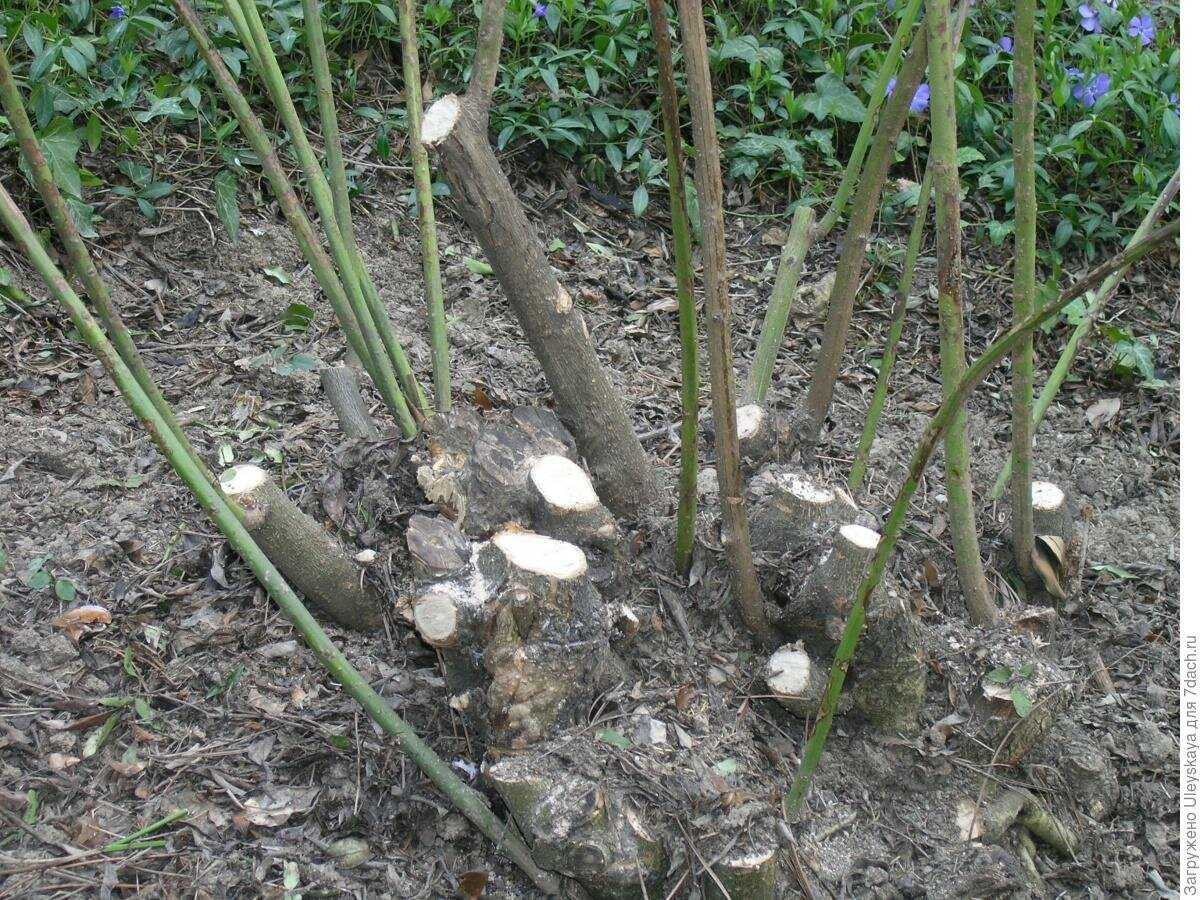 Душистый жасмин кустарник: посадка и уход в открытом грунте, выращивание и размножение растения чубушник