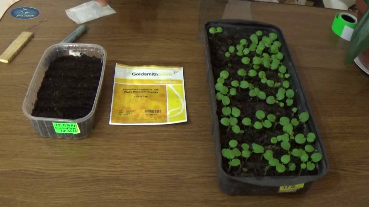 Пеларгония: посев семенами в домашних условиях