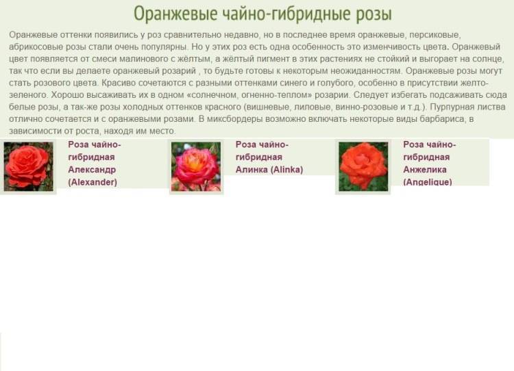 Розы чайно-гибридные: сорта, фото и описание