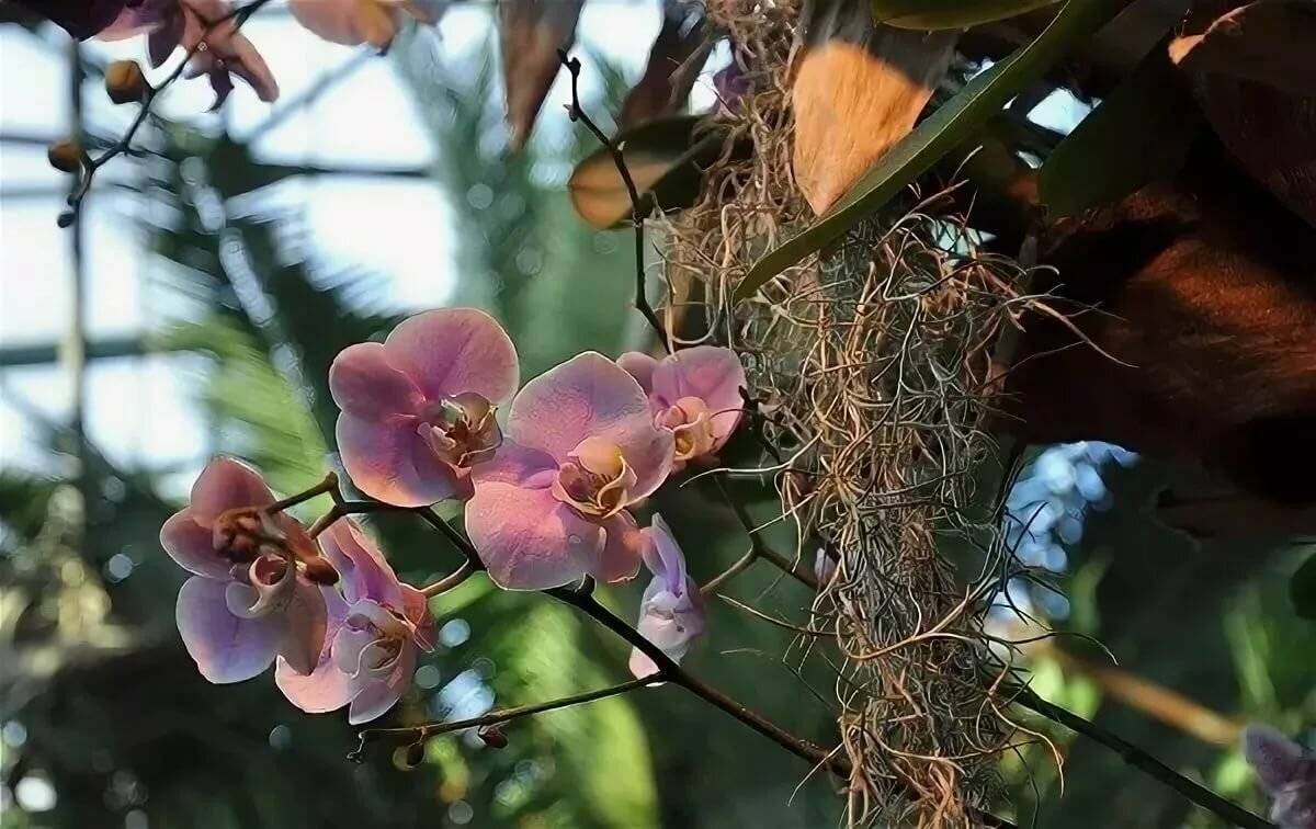 Способы размножения орхидей в домашних условиях. разделение, черенкование, укоренение деток. фото — ботаничка