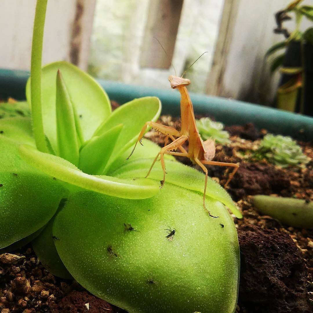 Жирянка - насекомоядное растение хищник: размножение и уход в домашних условиях, описание и фото сортов