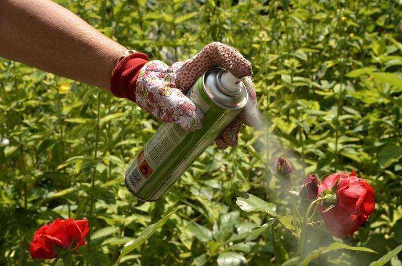Вредители розы: как бороться с опасными насекомыми, повреждающими цветы