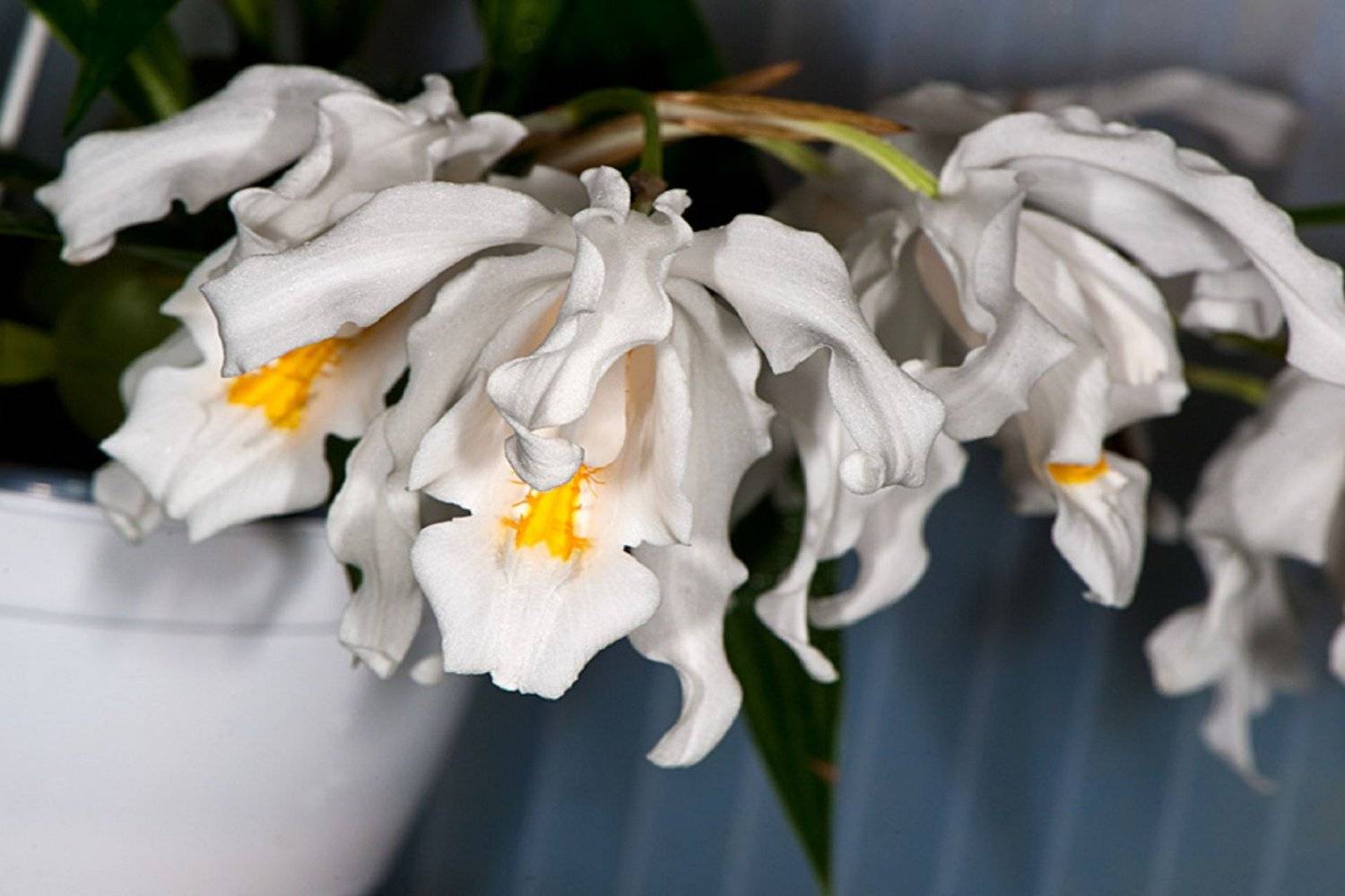 Целогина — орхидея без капризов. уход в домашних условиях. фото — ботаничка