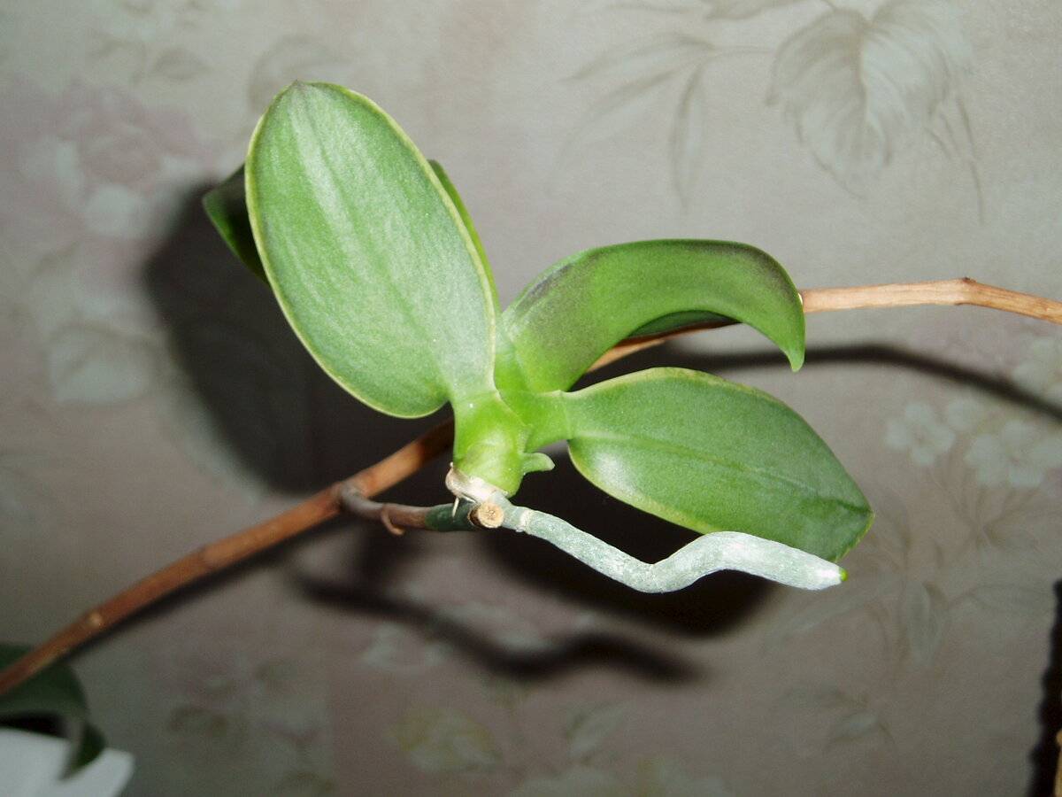 Как посадить детку орхидеи в домашних условиях: каким образом правильно отделить отросток, который образовался на цветоносе и переселить его в подходящий горшок? selo.guru — интернет портал о сельском