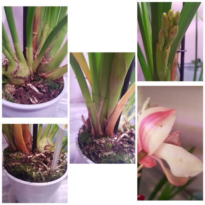 Цимбидиум домашний - фото орхидеи, уход, пересадка цветка, полив, размножение