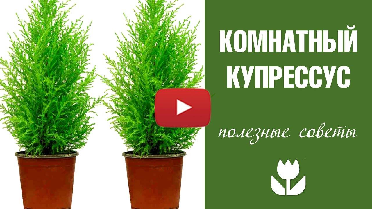 Кипарисовики - описание и уход за растением. как и когда обрезать?