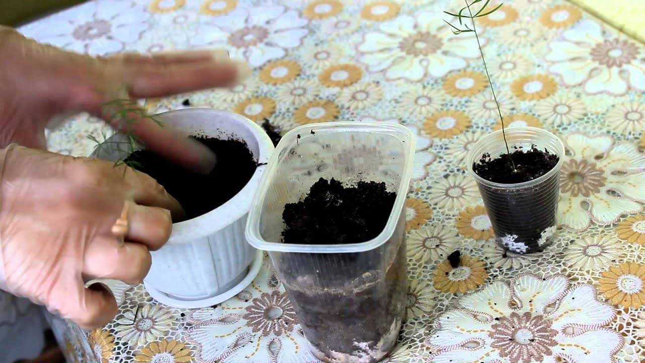 Аспарагус перистый: уход в домашних условиях за растением с пышной ажурной листвой + фото