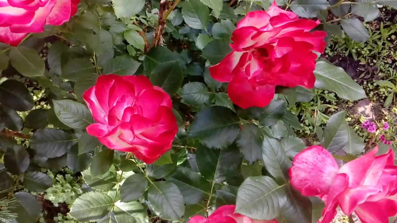 Описание розы «юбилей принца монако» с фото и видео