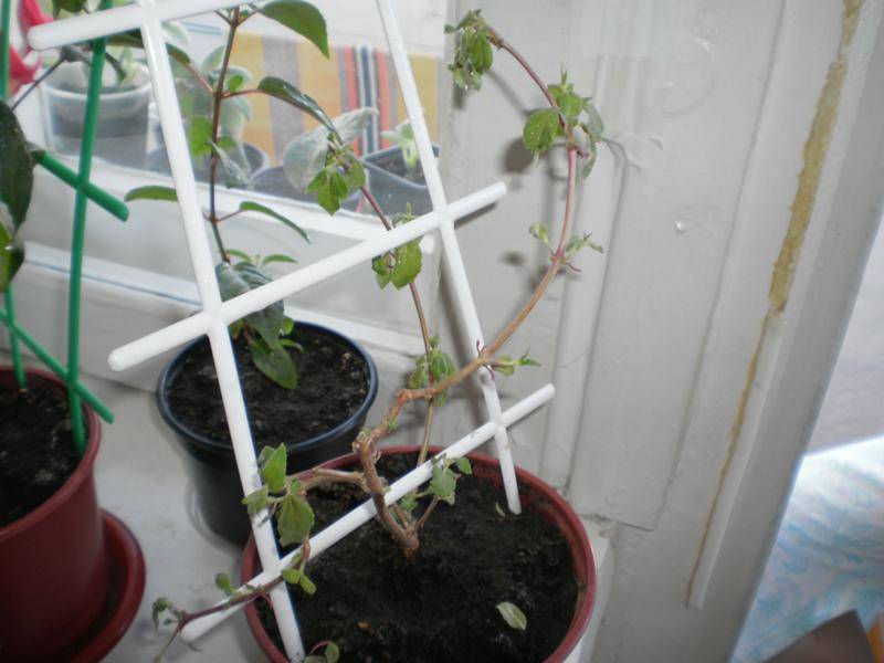 Фуксия – выращивание и уход в домашних условиях, размножение, что делать, если опадают листья, полив и подкормка
