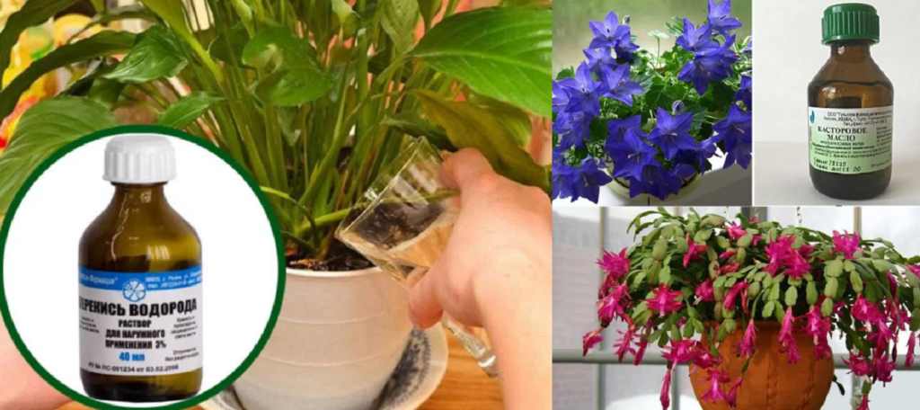 Чем подкормить комнатные цветы: виды удобрений, народные средства | клуб цветоводов